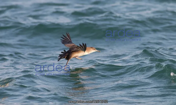 : Balearic Shearwater - in flight - running on the : Balearic Shearwater - in flight - running on the