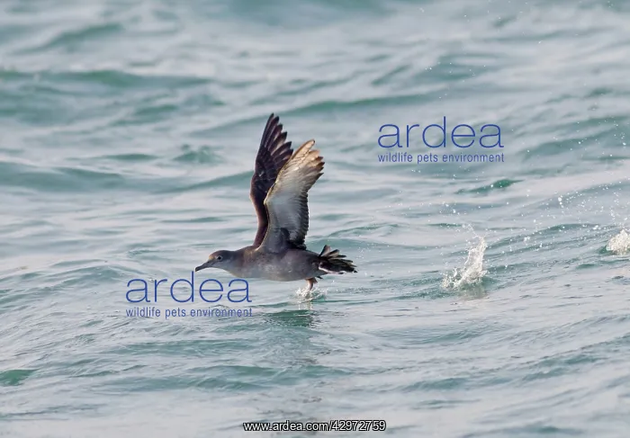 : Balearic Shearwater - in flight - running on the : Balearic Shearwater - in flight - running on the