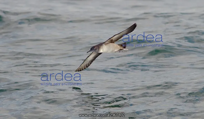 : Balearic Shearwater - in flight over the sea : Balearic Shearwater - in flight over the sea