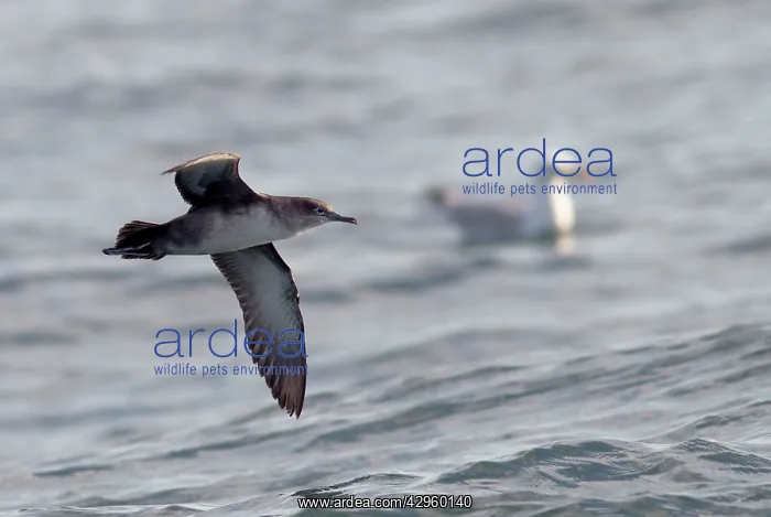 : Balearic Shearwater - in flight over the sea : Balearic Shearwater - in flight over the sea