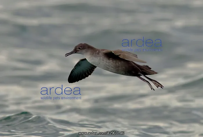 : Balearic Shearwater - in flight over the sea : Balearic Shearwater - in flight over the sea