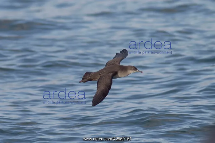 : Balearic Shearwater - in flight over the sea : Balearic Shearwater - in flight over the sea