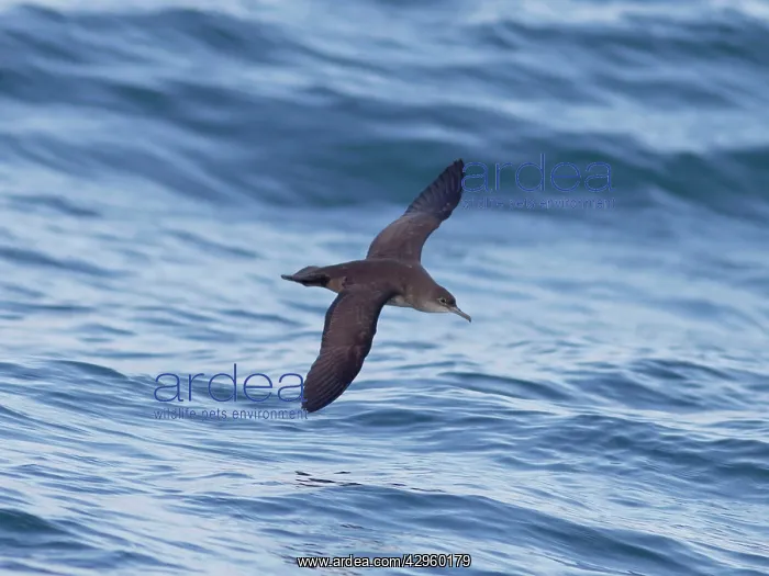 : Balearic Shearwater - in flight over the sea : Balearic Shearwater - in flight over the sea