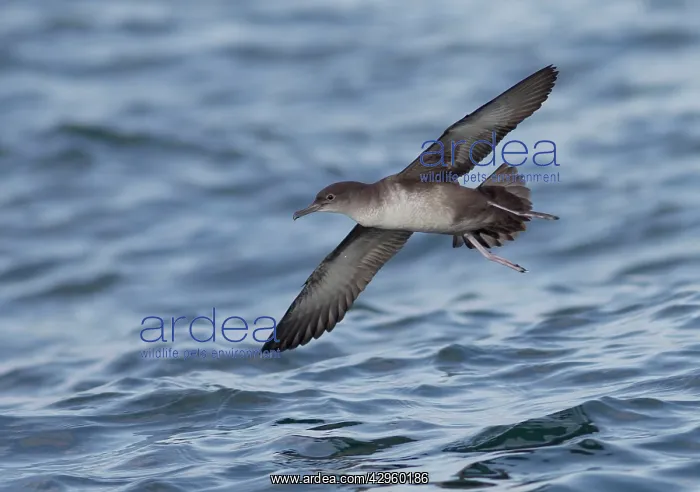 : Balearic Shearwater - in flight over the sea : Balearic Shearwater - in flight over the sea