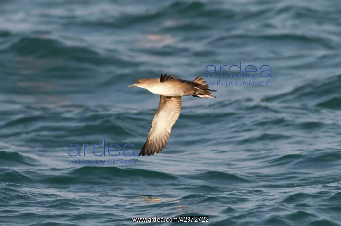 : Balearic Shearwater - in flight over the sea : Balearic Shearwater - in flight over the sea