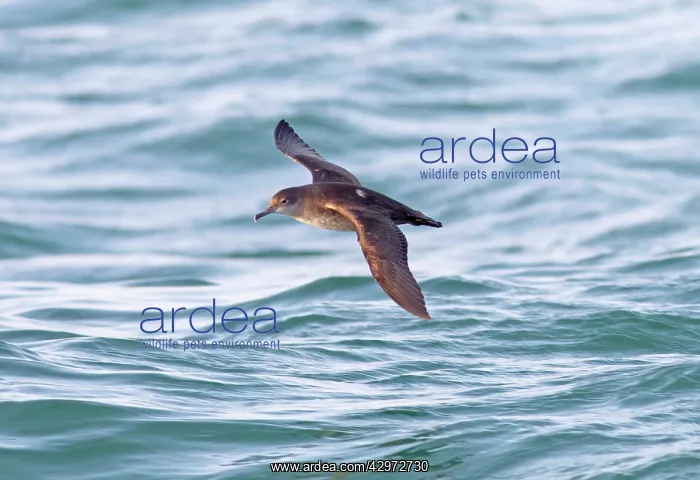: Balearic Shearwater - in flight over the sea : Balearic Shearwater - in flight over the sea