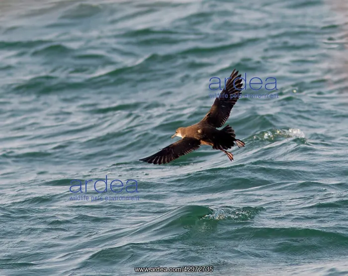 : Balearic Shearwater - in flight over the sea : Balearic Shearwater - in flight over the sea