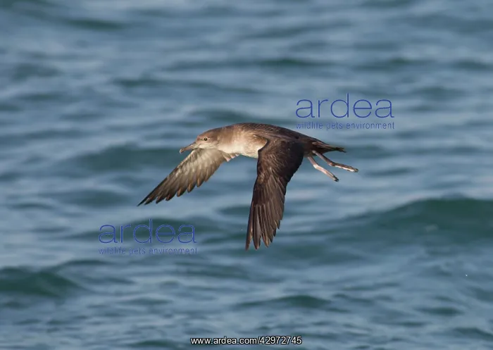 : Balearic Shearwater - in flight over the sea : Balearic Shearwater - in flight over the sea