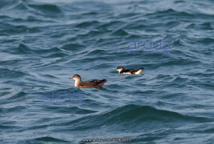 : Balearic Shearwater and Manx Shearwater (Puffinus : Balearic Shearwater and Manx Shearwater (Puffinus