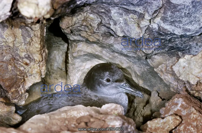 : Balearic Shearwater - on nest in cave : Balearic Shearwater - on nest in cave