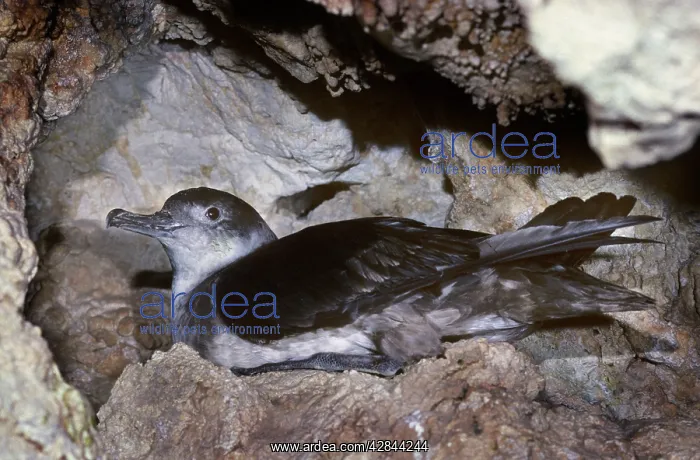 : Balearic Shearwater - on nest in cave : Balearic Shearwater - on nest in cave