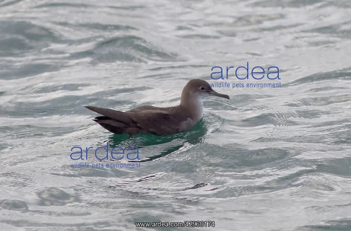 : Balearic Shearwater - on the sea : Balearic Shearwater - on the sea