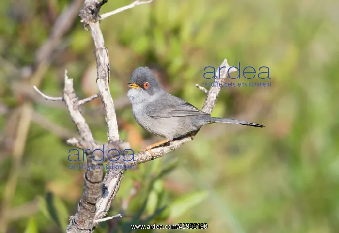 : Balearic Warbler / Marmora's Warbler - adult : Balearic Warbler / Marmora's Warbler - adult