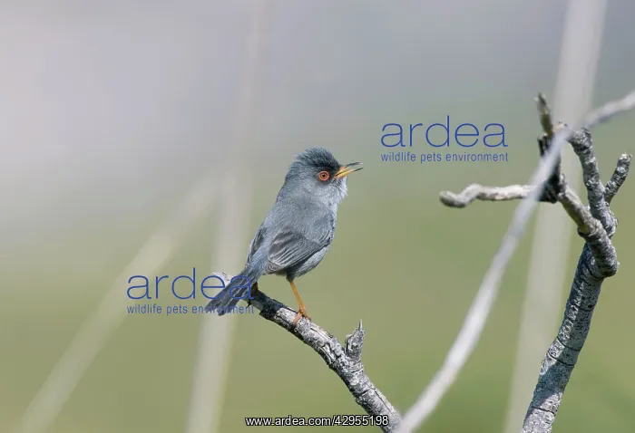: Balearic Warbler / Marmora's Warbler - adult : Balearic Warbler / Marmora's Warbler - adult