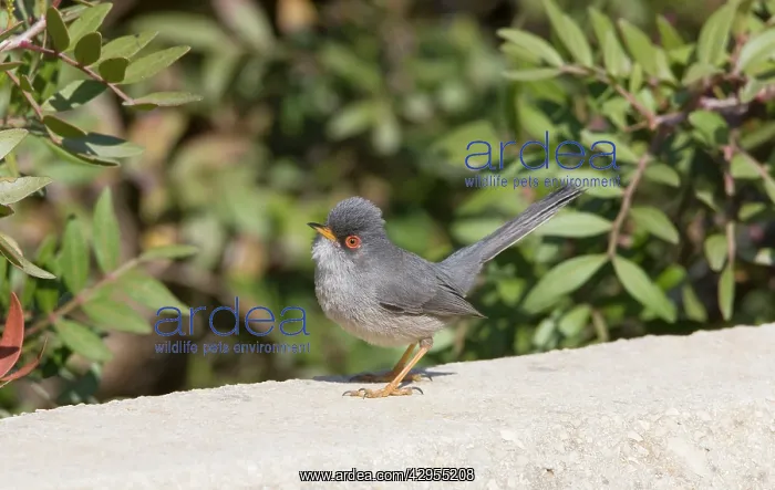 : Balearic Warbler / Marmora's Warbler - adult : Balearic Warbler / Marmora's Warbler - adult