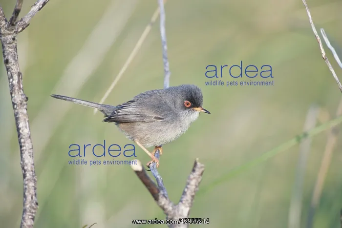 : Balearic Warbler / Marmora's Warbler - adult : Balearic Warbler / Marmora's Warbler - adult
