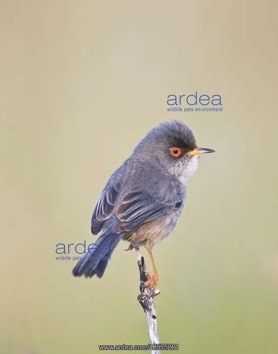 : Balearic Warbler / Marmora's Warbler - adult : Balearic Warbler / Marmora's Warbler - adult