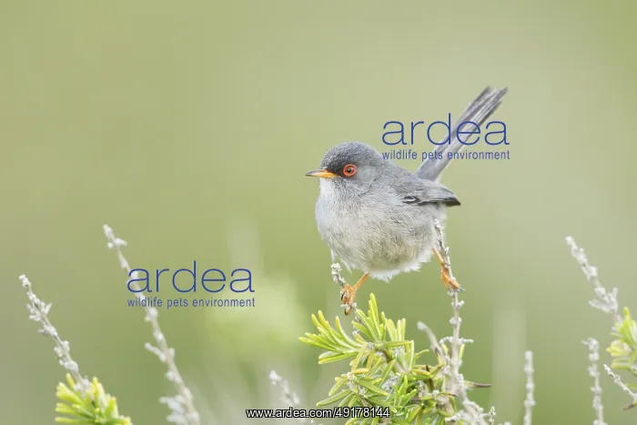 : Balearic Warbler (Sylvia balearica) male : Balearic Warbler (Sylvia balearica) male