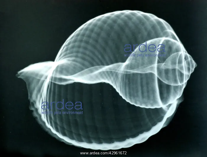 : Baler shell, x-ray to show internal structure and : Baler shell, x-ray to show internal structure and