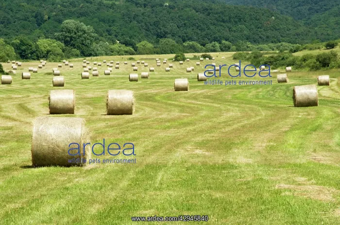 : Bales of Hay in meadow : Bales of Hay in meadow