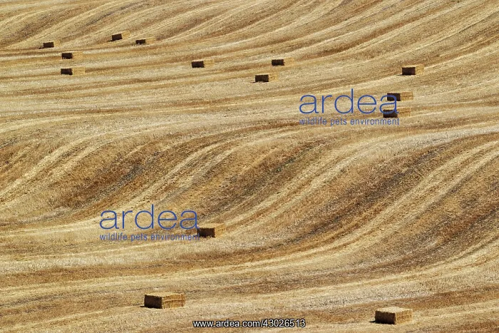 : Bales of straw and abstract patterns in a cornfield afte : Bales of straw and abstract patterns in a cornfield afte