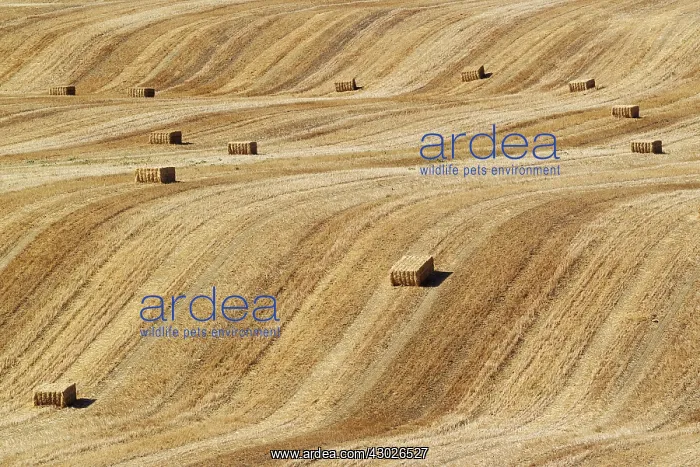  : Bales of straw and abstract patterns in a cornfield afte