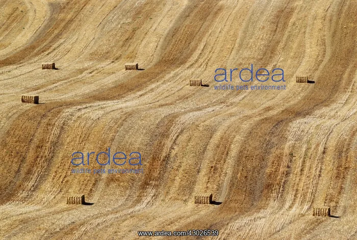 : Bales of straw and abstract patterns in a cornfield afte : Bales of straw and abstract patterns in a cornfield afte