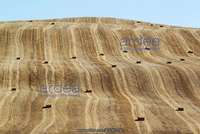 : Bales of straw and abstract patterns in a cornfield afte : Bales of straw and abstract patterns in a cornfield afte