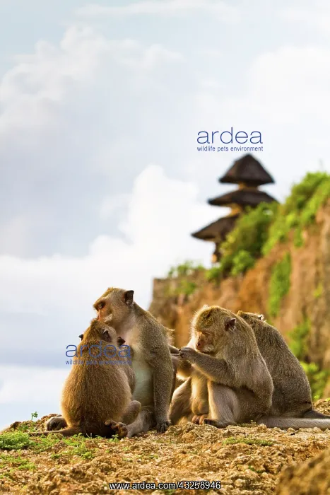 : Bali, Indonesia. As is common in Indonesian : Bali, Indonesia. As is common in Indonesian