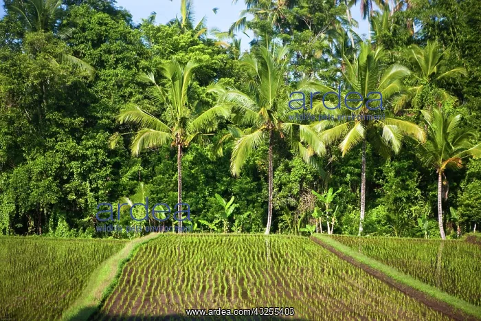 : Bali, Indonesia. Some of the countless rice : Bali, Indonesia. Some of the countless rice