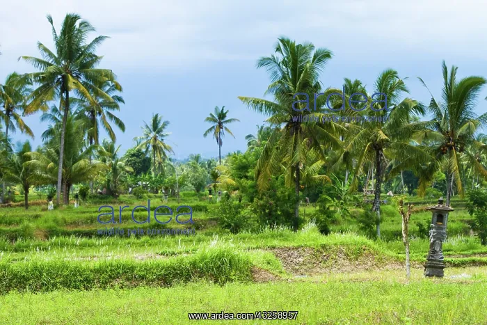 : Bali, Indonesia. Farmland in Indonesia : Bali, Indonesia. Farmland in Indonesia