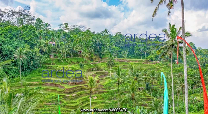  : Bali, Indonesia. Landscape view of Umbul-Umbul, tail of the