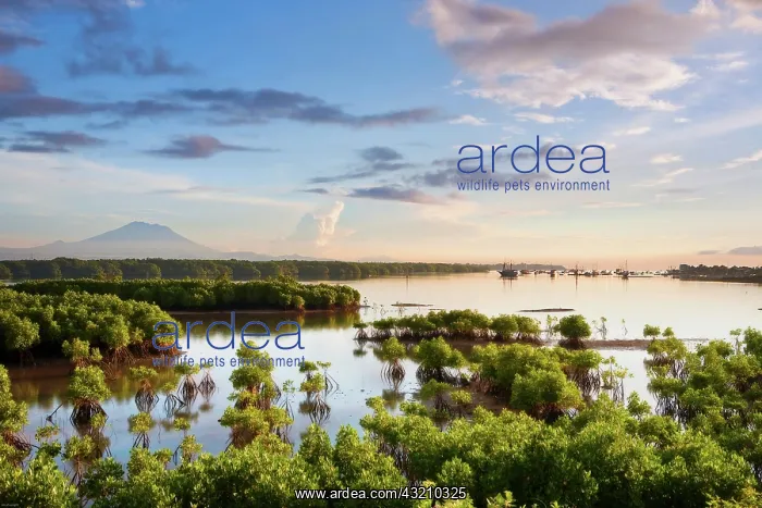 : Bali, Indonesia. The oceanside port town : Bali, Indonesia. The oceanside port town