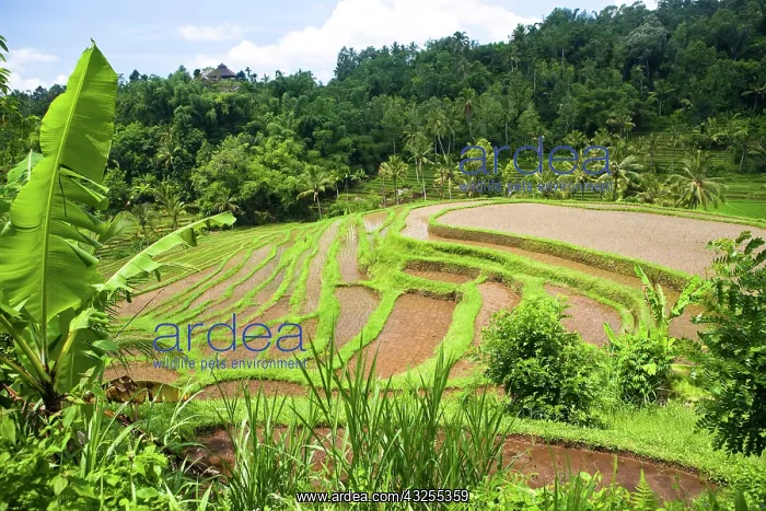 : Bali, Indonesia. Rice paddies in central : Bali, Indonesia. Rice paddies in central
