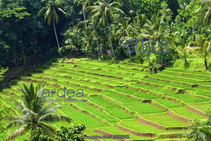 : Bali, Indonesia. Rice paddies in central : Bali, Indonesia. Rice paddies in central