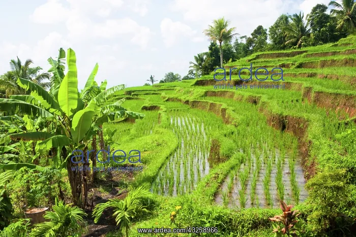 : Bali, Indonesia. Rice paddies in central : Bali, Indonesia. Rice paddies in central