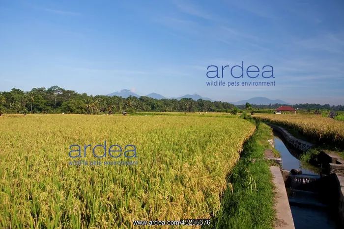 : Bali, Indonesia. Rice patties in the central : Bali, Indonesia. Rice patties in the central