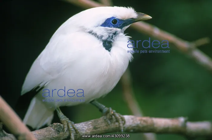 : Bali Mynah (Leucopsar rothschildi) : Bali Mynah (Leucopsar rothschildi)