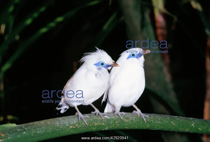 : Bali Mynah / Rothschild's Starling / Rothschild's : Bali Mynah / Rothschild's Starling / Rothschild's