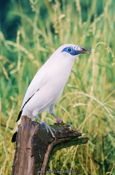 : Bali Mynah / Rothschild's Starling / Rothschild's : Bali Mynah / Rothschild's Starling / Rothschild's