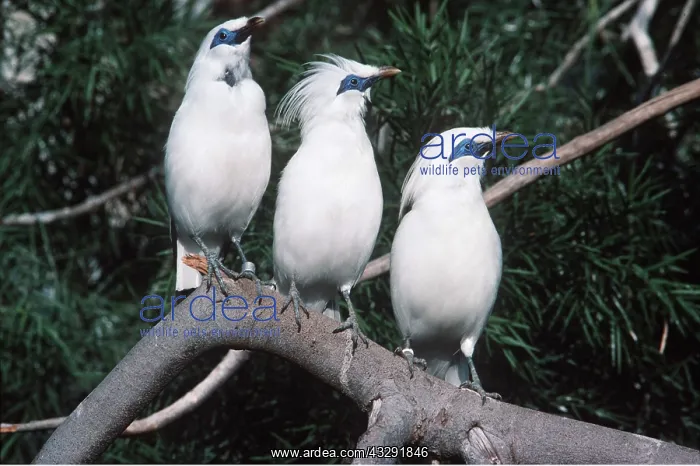 : BALI / ROTHSCHILD'S MYNAH - three on branch : BALI / ROTHSCHILD'S MYNAH - three on branch