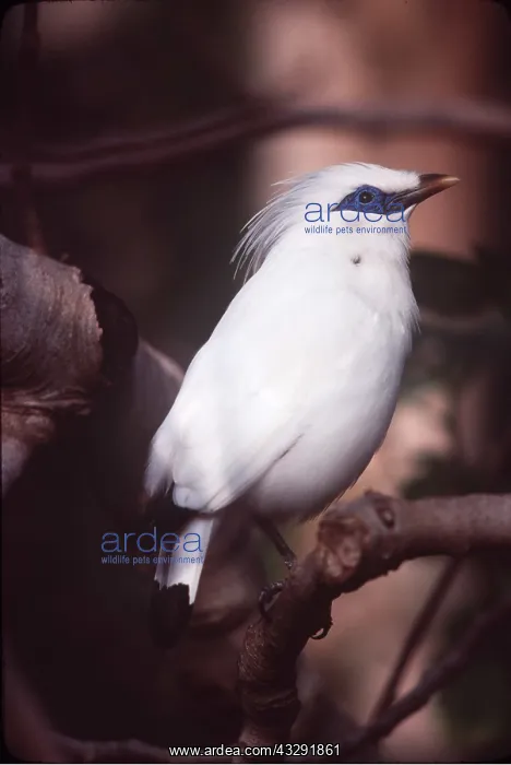 : BALI / Rothschild's MYNAH - on branch : BALI / Rothschild's MYNAH - on branch
