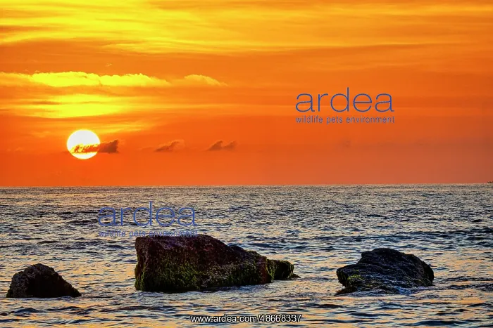 : Bali, sunset and high tide : Bali, sunset and high tide