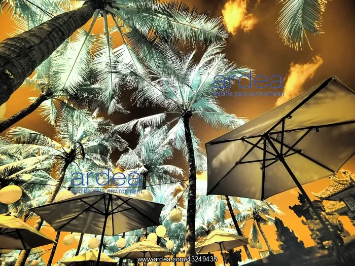 : Bali, Ubud. Umbrellas, Ponds and pools at hotel in Ubud : Bali, Ubud. Umbrellas, Ponds and pools at hotel in Ubud