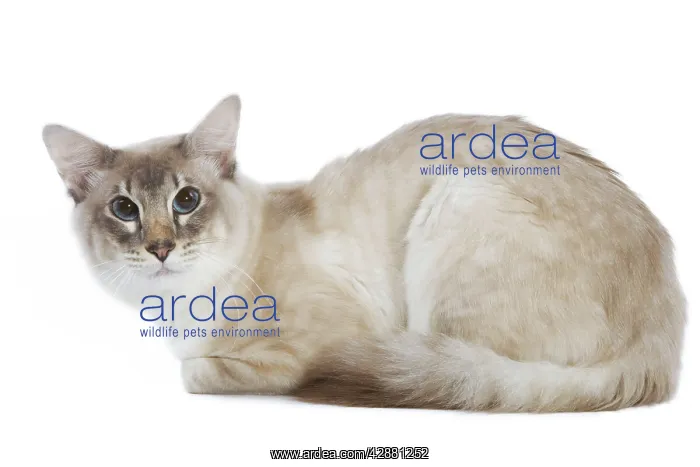  : Balinese Cat - Blue silver tabby point