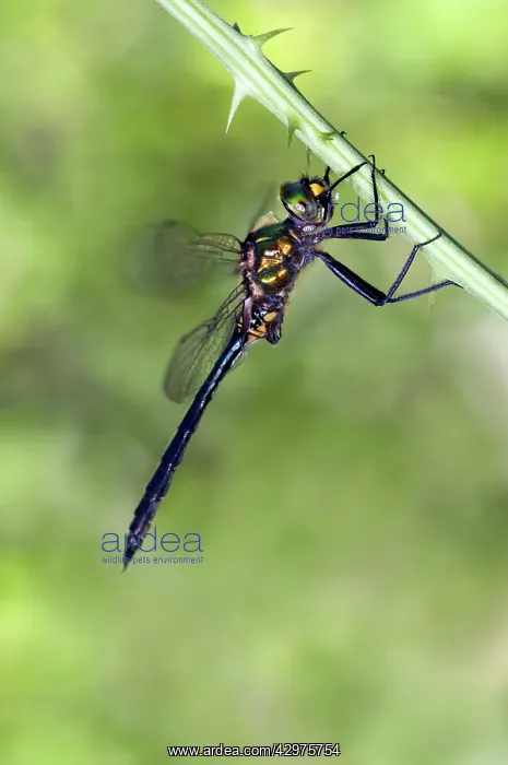 : Balkan Emerald Dragonfly - male : Balkan Emerald Dragonfly - male