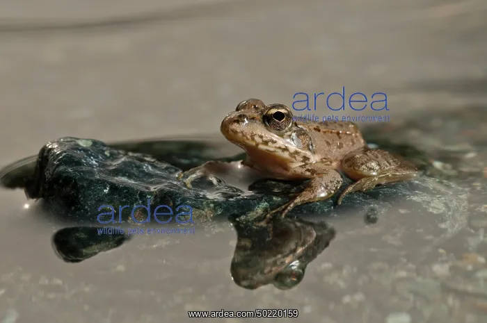 : Balkan Frog (Pelophylax kurtmuelleri) on rock in the clear water, Piedmont, Italy : Balkan Frog (Pelophylax kurtmuelleri) on rock in the clear water, Piedmont, Italy