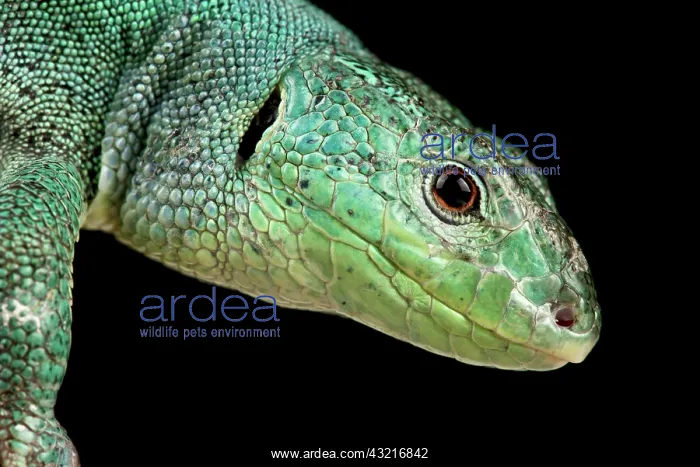 : Balkan Green lizard (Lacerta trilineata dobrogica : Balkan Green lizard (Lacerta trilineata dobrogica
