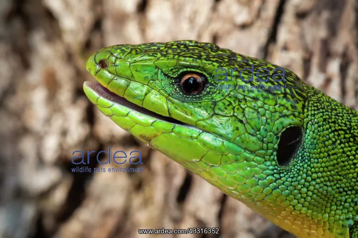 : Balkan Green Lizard (Lacerta trilineata) portrait : Balkan Green Lizard (Lacerta trilineata) portrait