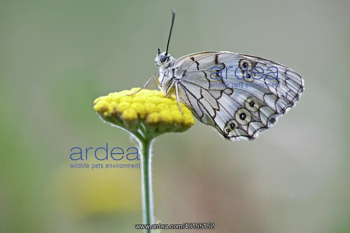 : Balkan Marbled White : Balkan Marbled White